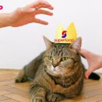 Tabby cat wearing crown with hands reaching towards it