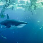 A diver swims near a giant shark in the Seine River in Under Paris