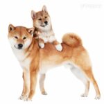 Shiba Inu (SHIB) و Dogecoin (DOGE) اکنون صاحب پلتفرم اصلی بازی VR هستند