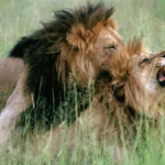 A male lion mounting another male lion in Queer Planet