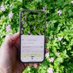 Visual Look Up on iOS used outside to identify plants