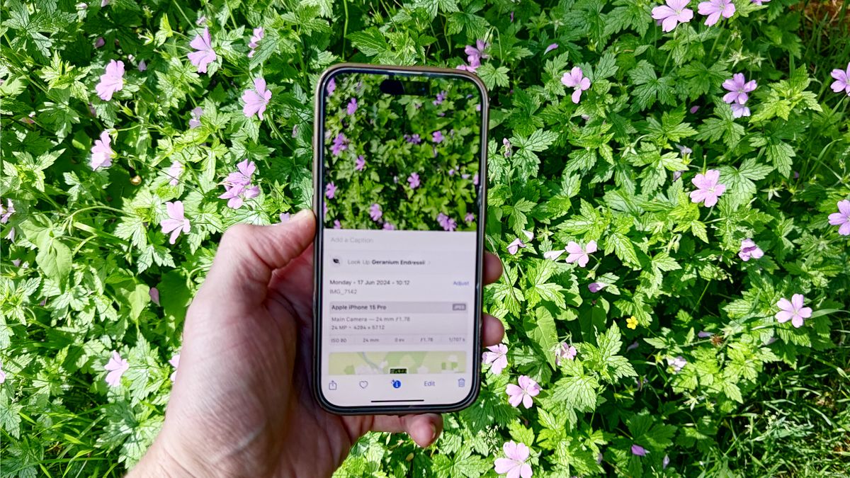 Visual Look Up on iOS used outside to identify plants