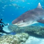 Underwater photographer and lone Tiger shark.