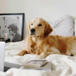 Golden Retriever sitting on bed with books and laptop in front of it