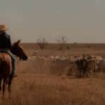 A shot from Netflix drama &quot;Territory&quot; showing a horseback rider herding cattle from behind