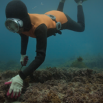 The haenyeo of South Korea’s Jeju Island diving without oxygen to harvest seafood in a still from Apple TV+ doc 'The Last of the Sea Women'