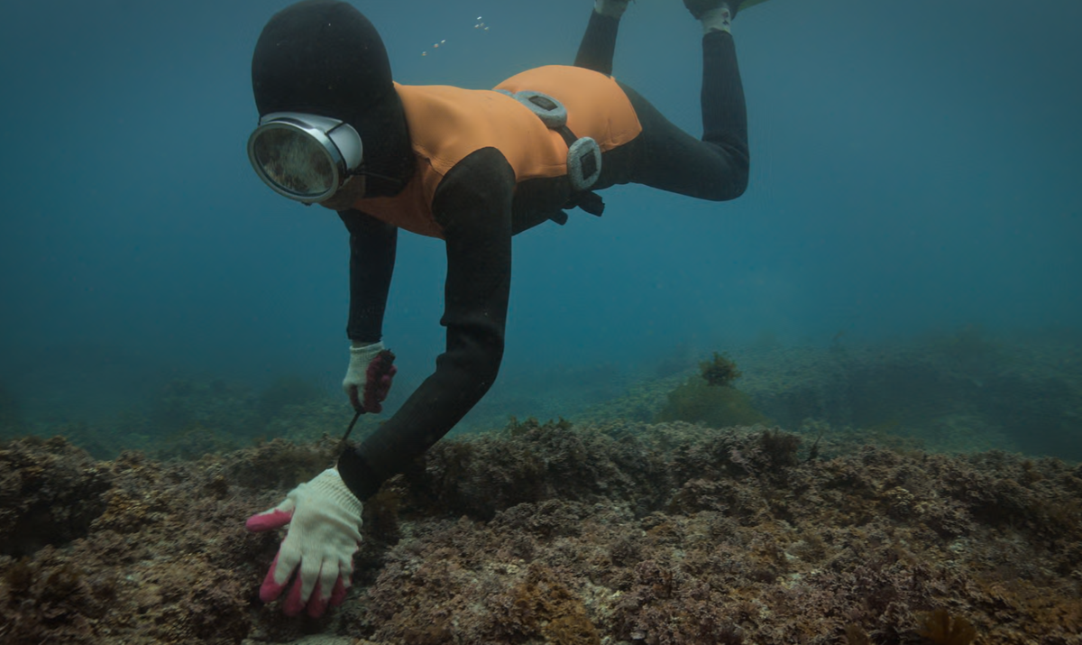 The haenyeo of South Korea’s Jeju Island diving without oxygen to harvest seafood in a still from Apple TV+ doc 'The Last of the Sea Women'