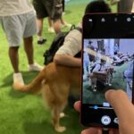 Snapdragon 8 elite pet mode features on a phone