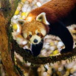 A red panda as seen on David Attenborough's 'Asia' documentary