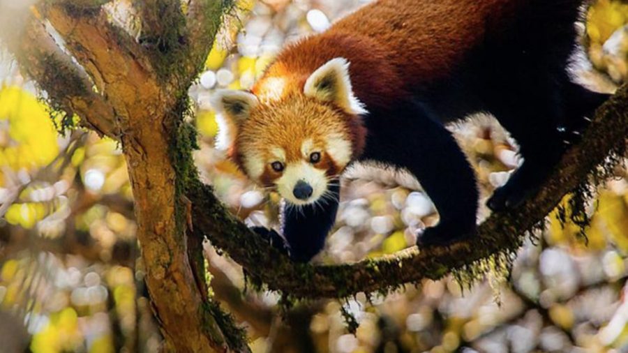 A red panda as seen on David Attenborough's 'Asia' documentary