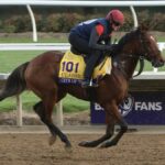 City of Troy on track in preparation for Breeders Cup Classic at Del Mar, California.